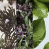 Nr.63 Inspiriert von Baie 19 Parfüm 8 Inspired by Le Labo Baie 19 Perfume