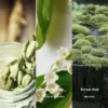 Nr. 71 Inspiriert von Vodka On The Rocks Parfum 7 Fragrance composition of Kilian Vodka on the Rocks: top notes of aldehydes, cardamom, coriander; heart notes of rhubarb, rose, lily of the valley; base notes of ambroxan, sandalwood, oakmoss.